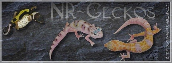 http://nr-geckos.de.tl/