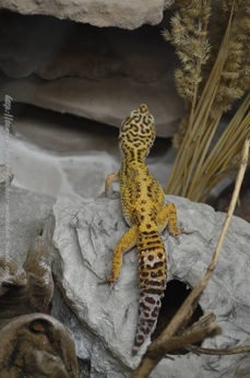 http://tanjas-leopardgeckos-muenchen.jimdo.com/