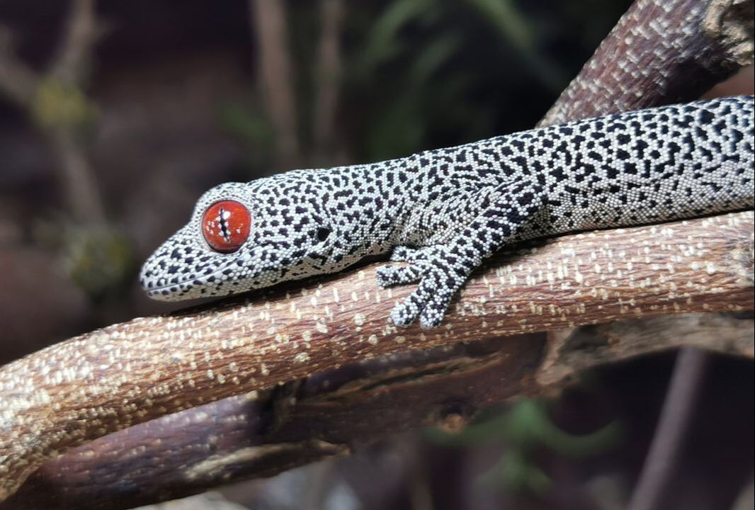 Leopardgeckos (Eublepharis macularius)